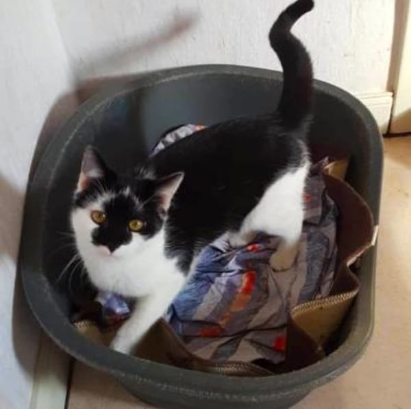 KARLCHEN & BUBI suchen ein Zuhause