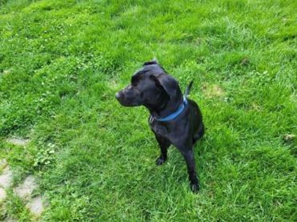 Ciara sucht eine neue Familie