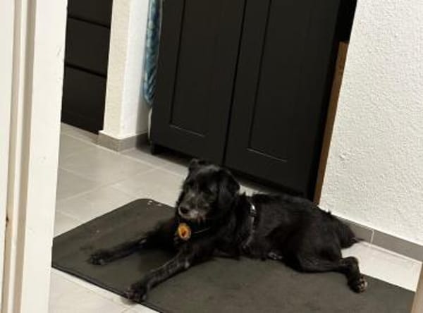 Kiara - Lebenfreude pur