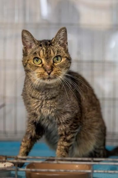 Libby - Fundkatze mit Herz