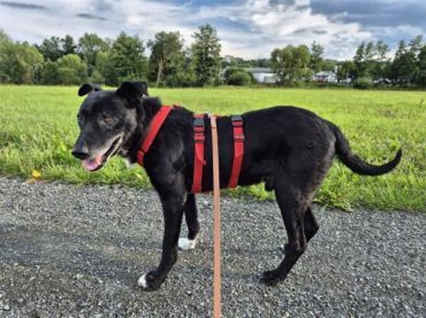 Watson - wartet in 35708 Haiger