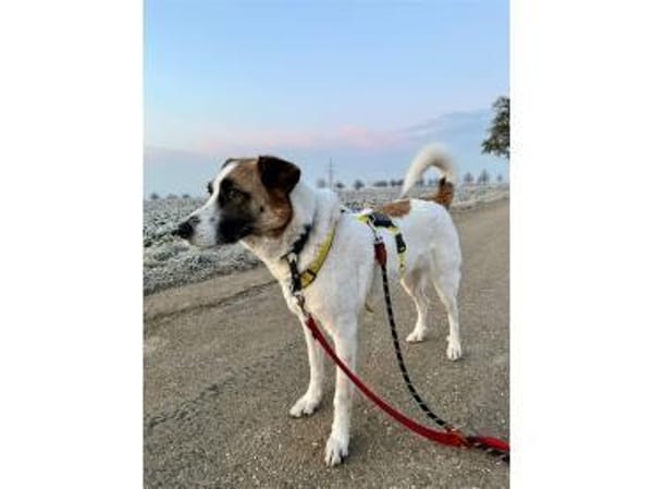 Taavi  wartet in 71154 Nufringen