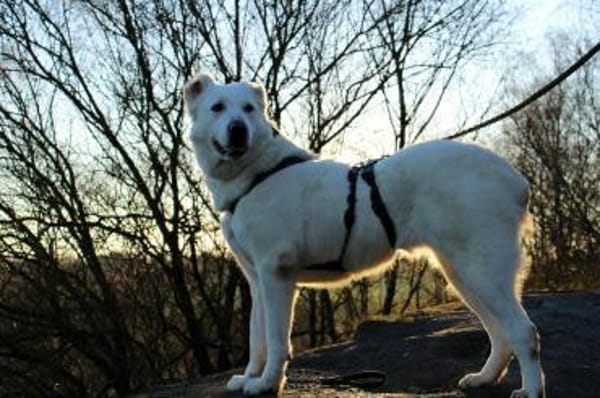 Hera Herdenschutzhund Hündin Traumhund