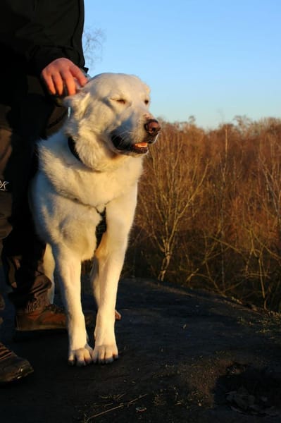 Hera Herdenschutzhund Hündin Traumhund