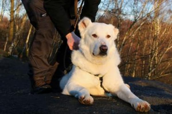Hera Herdenschutzhund Hündin Traumhund