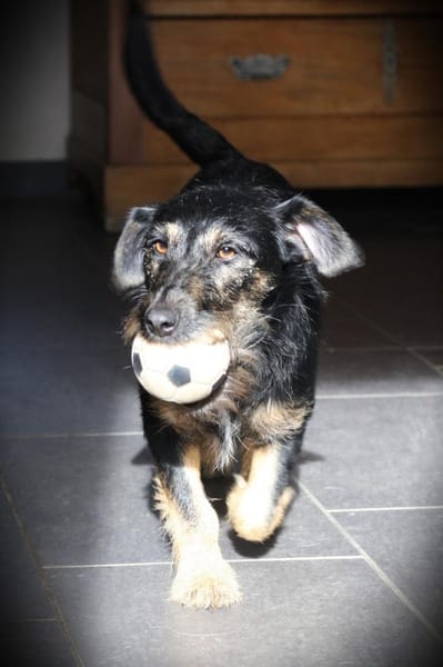 Caja - pfiffig, süß, charmant