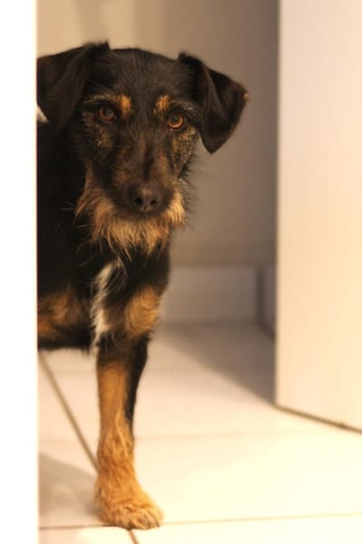 Caja - pfiffig, süß, charmant