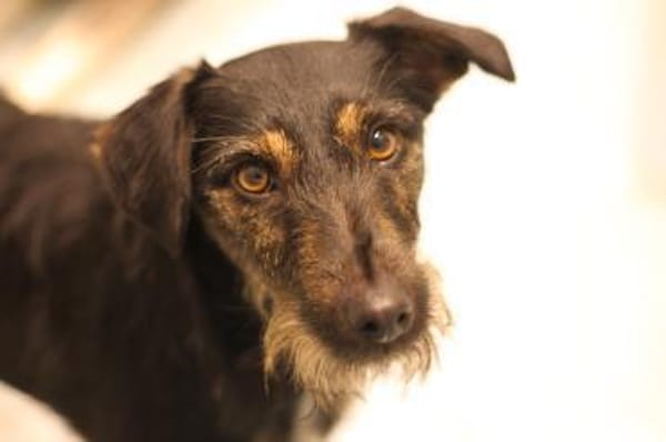 Caja - pfiffig, süß, charmant