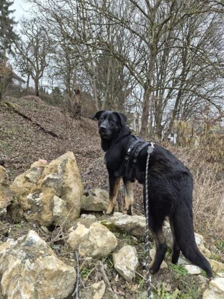 Dora sucht ihre Menschen💕🍀🐾