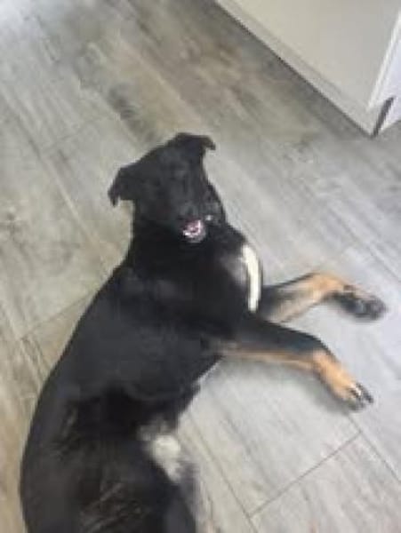 Dora sucht ihre Menschen💕🍀🐾