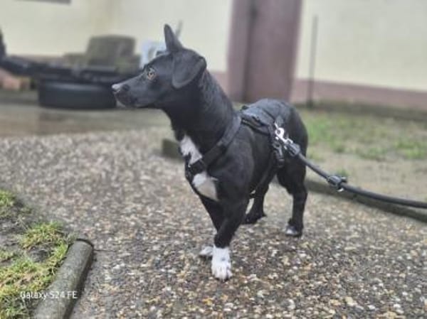 Fanny hat einen Herzenswunsch