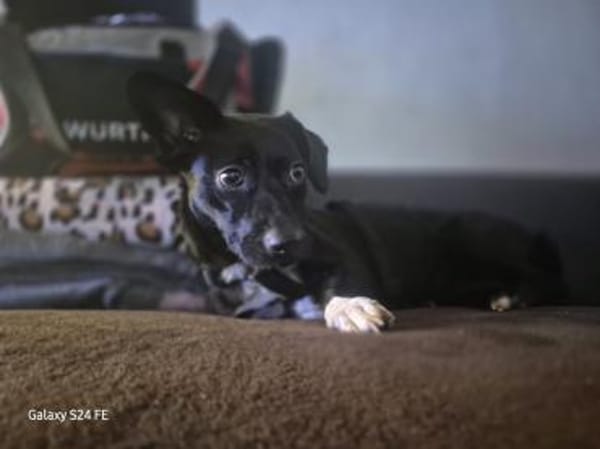 Fanny hat einen Herzenswunsch