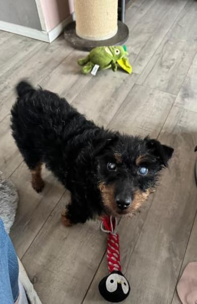 Elton sucht seine Menschen ❣🐾❣