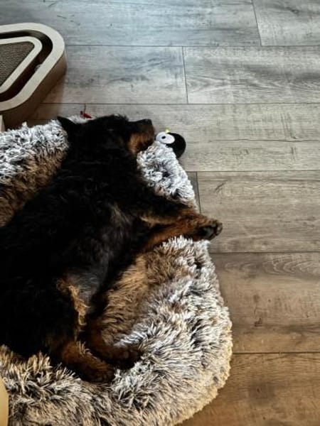 Elton sucht seine Menschen ❣🐾❣