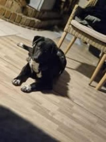 Joschi sucht seine Familie für immer