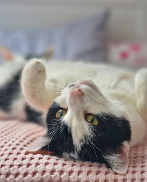 Bonny & Clyde tolles Duo