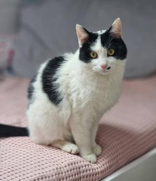 Bonny & Clyde tolles Duo