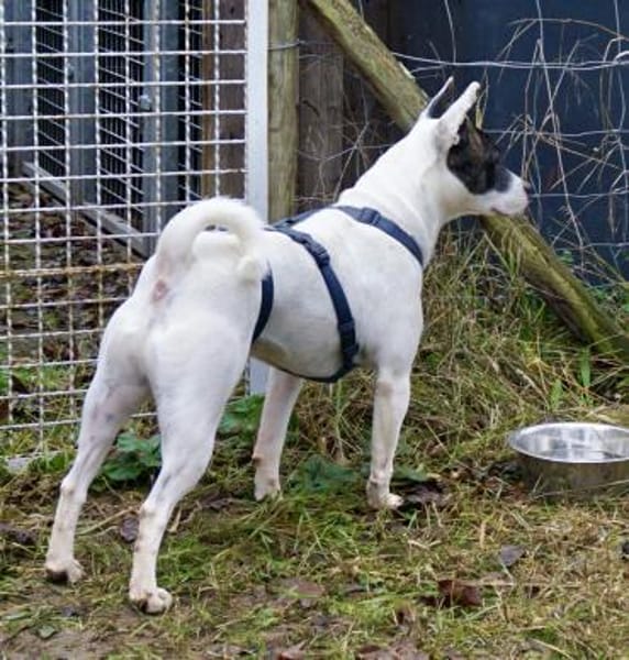 Mark, lernfreudig, verschmust, liebevoll