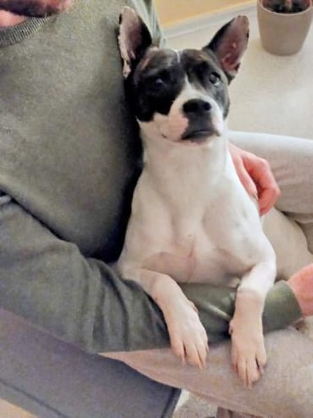 Mark, lernfreudig, verschmust, liebevoll