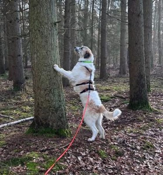 Fussel, menschenbezogen, aktiv