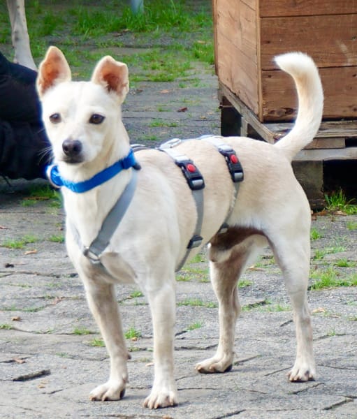 Oscar, lernfreudig, freundlich, offen