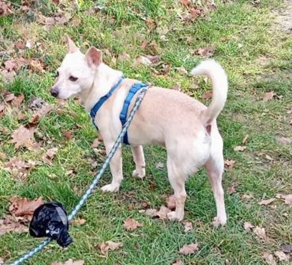 Oscar, lernfreudig, freundlich, offen