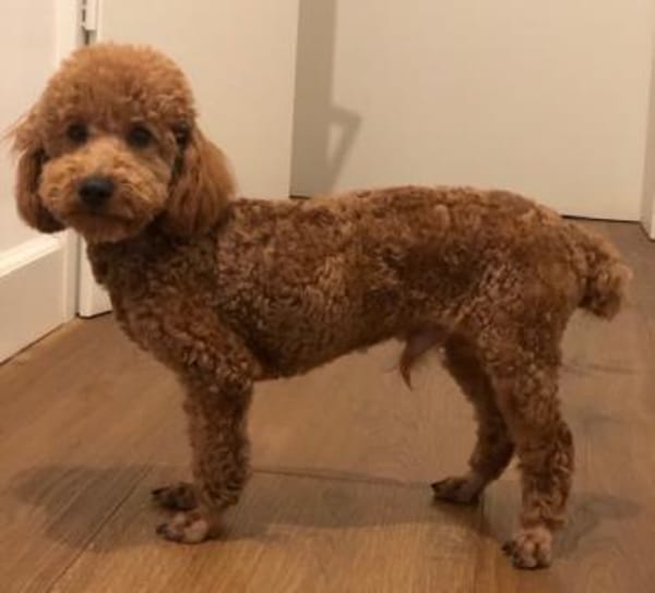 Cookie sucht ein Zuhause