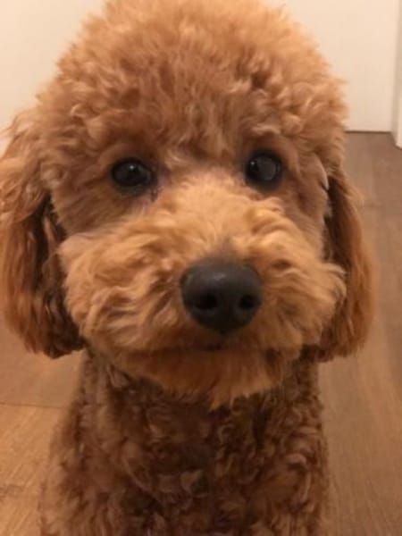 Cookie sucht ein Zuhause