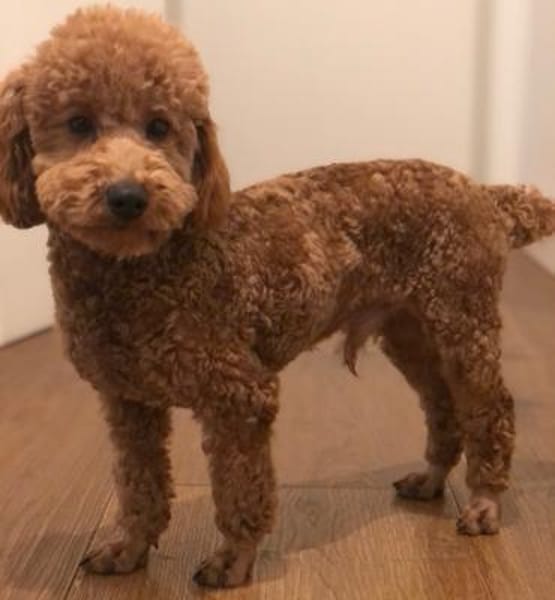 Cookie sucht ein Zuhause