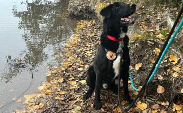 Wer schenkt Helios ein Zuhause?