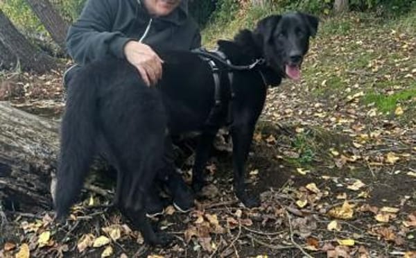 Wer schenkt Helios ein Zuhause?