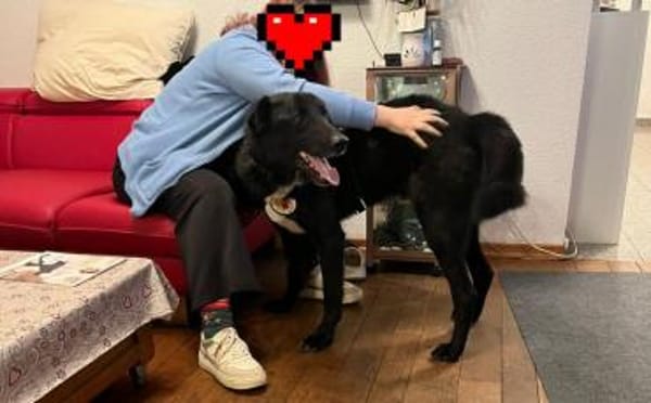 Wer schenkt Helios ein Zuhause?