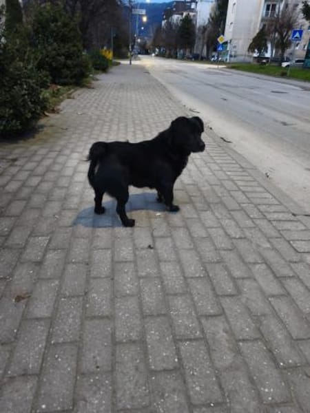 Benjie möchte in sein eigenes Zuhause