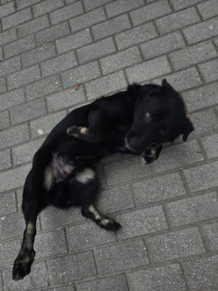 Benjie möchte in sein eigenes Zuhause