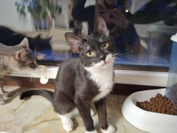 Wirbelwind Millie 5 Monate jung