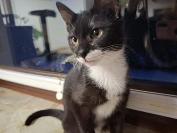 Wirbelwind Millie 5 Monate jung