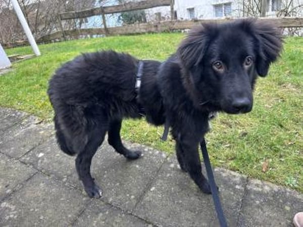 Lassie sucht ein erfahrenes Zuhause.