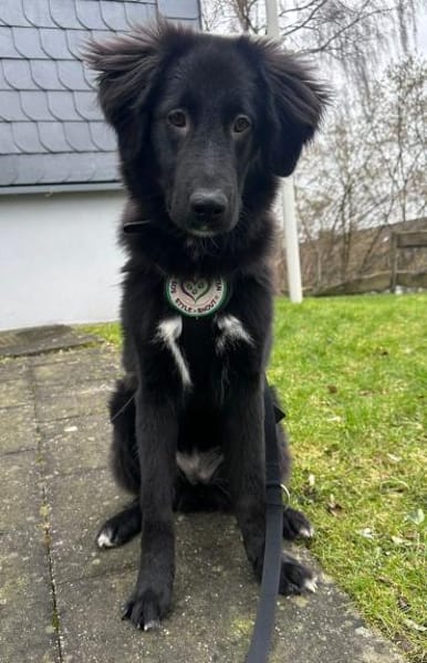 Lassie sucht ein erfahrenes Zuhause.