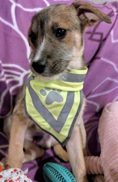 Welpenjunge Boogie auf PS 92278