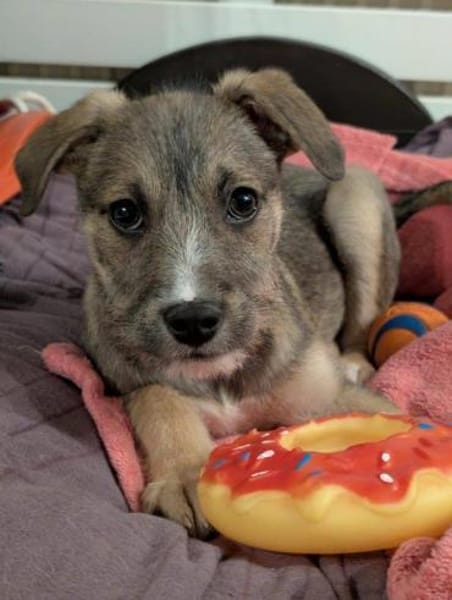 Welpenjunge Boogie auf PS 92278