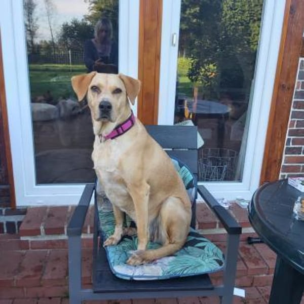 Ella hund-, katz-, mensch-, sofaerprobt