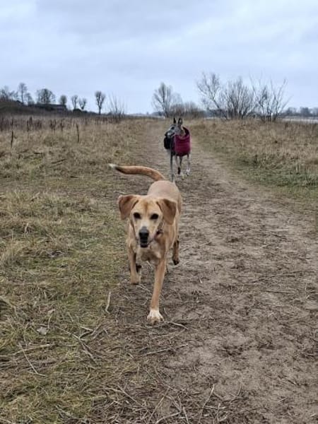 Ella hund-, katz-, mensch-, sofaerprobt