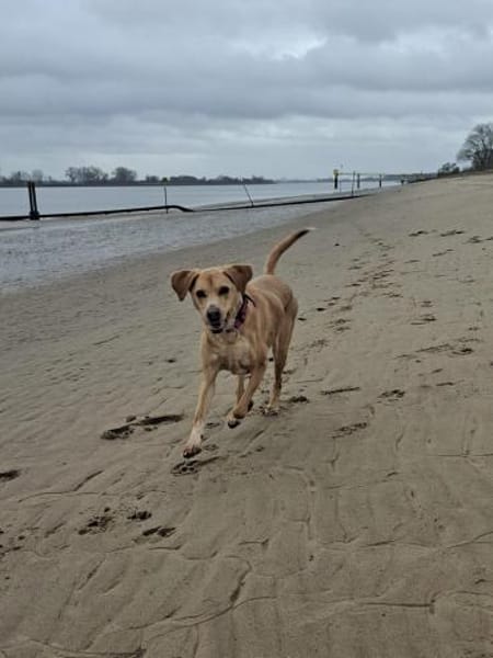 Ella hund-, katz-, mensch-, sofaerprobt