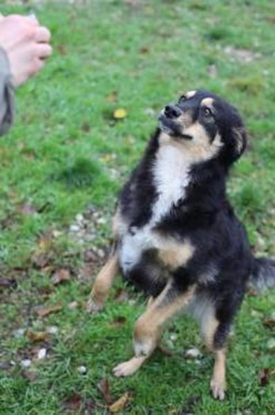 Verschmuste MAIA sucht ihr Zuhause!