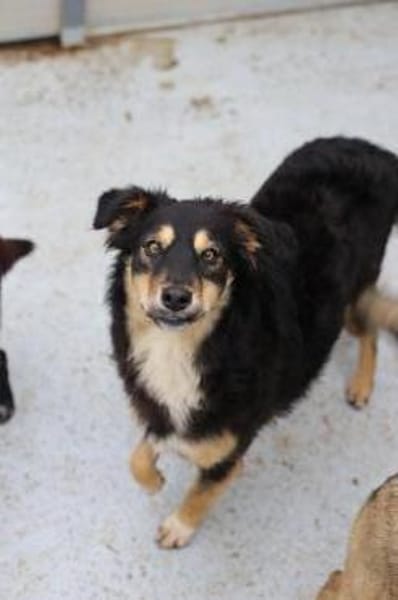 Verschmuste MAIA sucht ihr Zuhause!