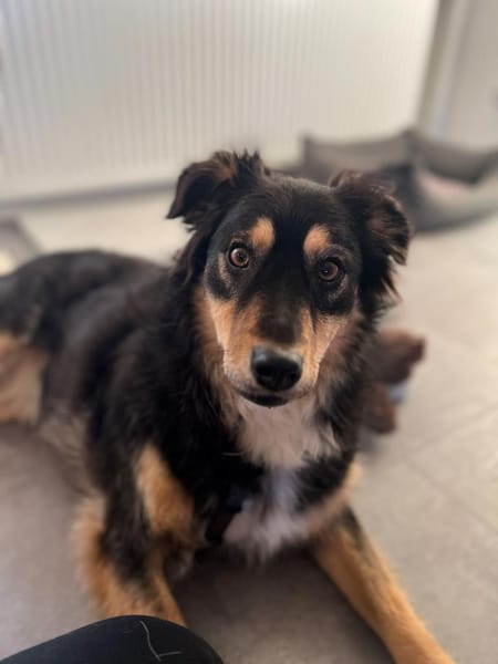 Verschmuste MAIA sucht ihr Zuhause!