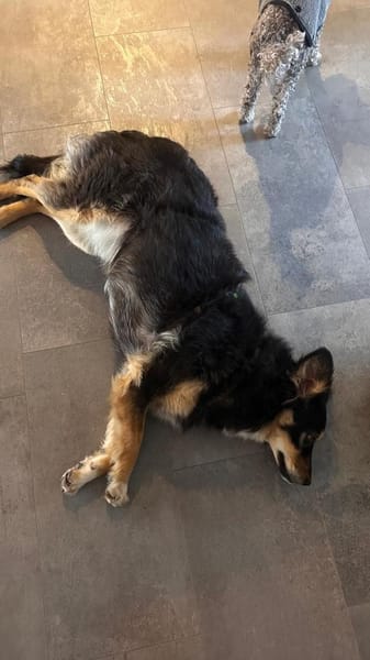 Verschmuste MAIA sucht ihr Zuhause!