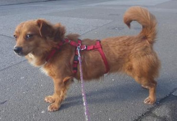 Cooler Axel braucht Körbchen 🍀