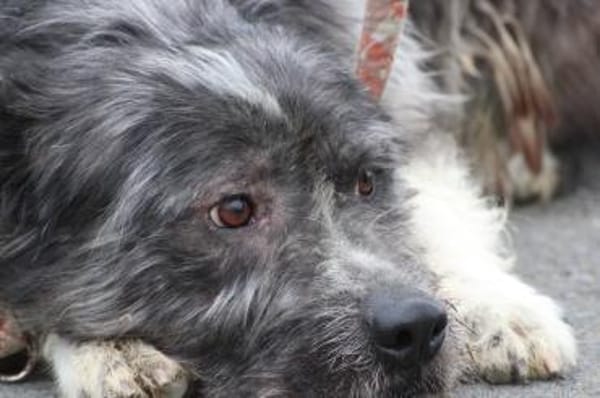 Bono - ruhig u. sehr verschmust