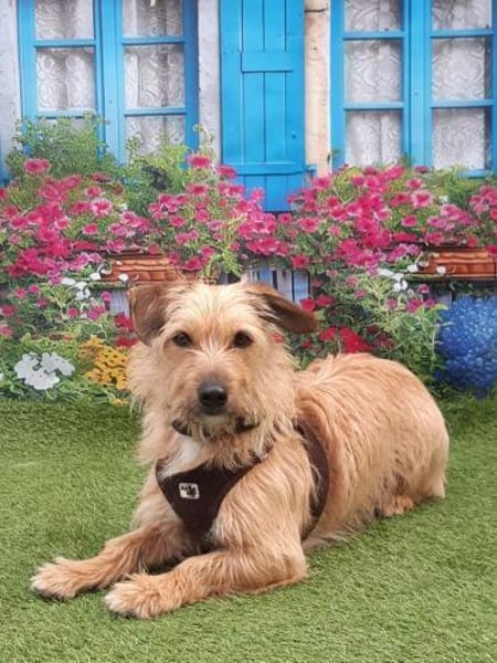 Gonzo, Frauchen schwer erkrankt